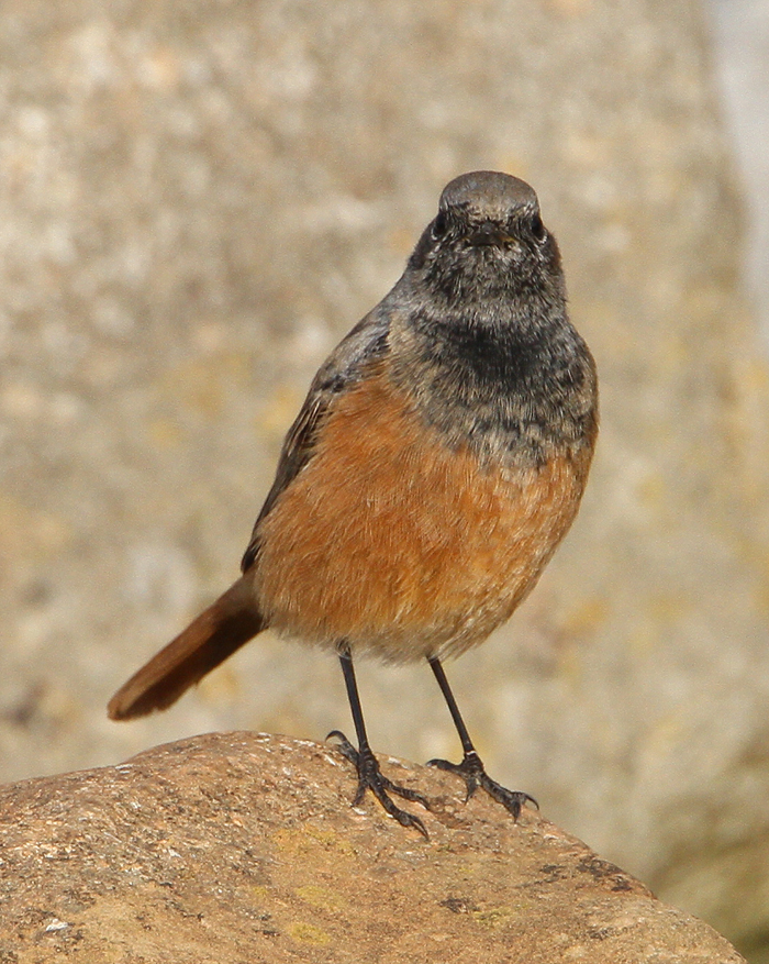 Eastern Black Redstart
