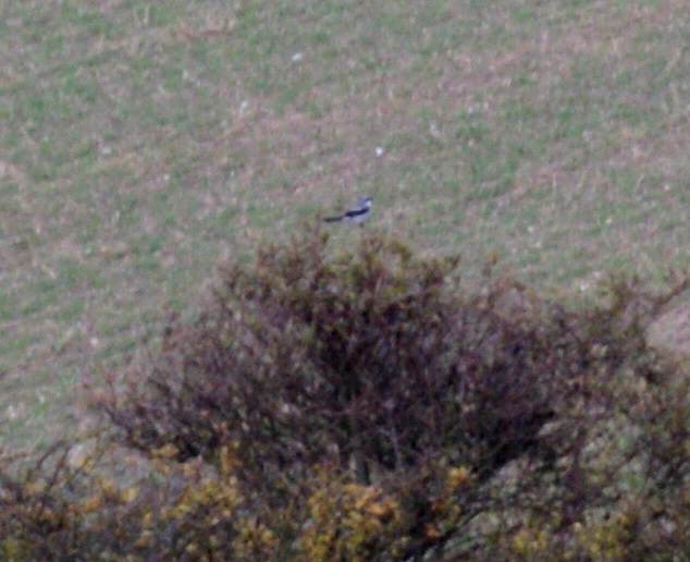 Great Grey Shrike