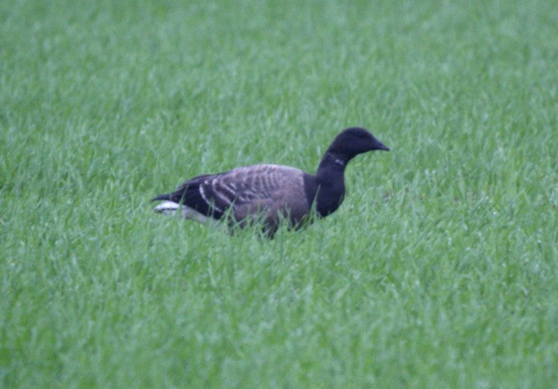 Brent Goose