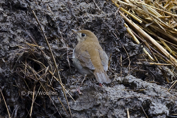 Veery