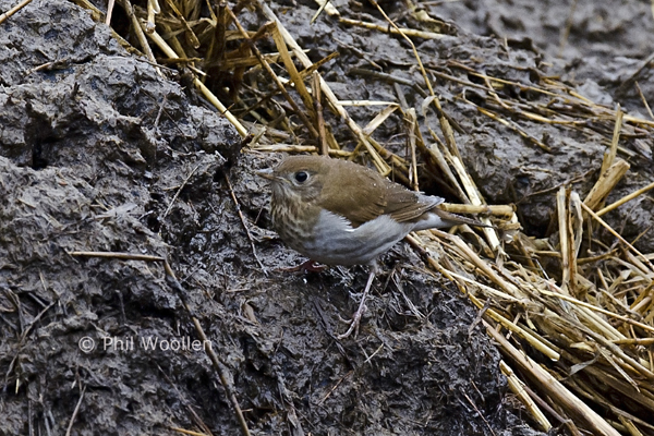 Veery