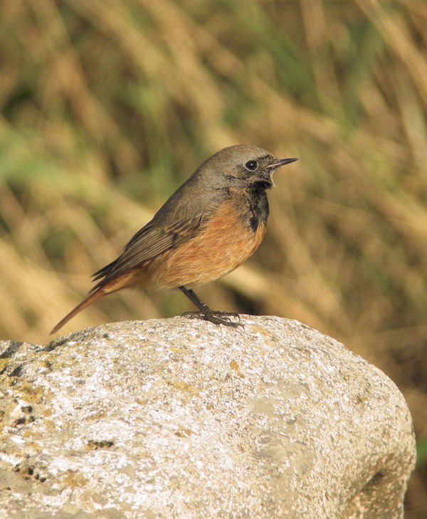 Eastern Black Redstart