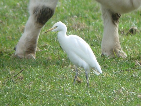Cattle Egret