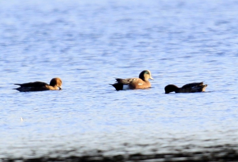 American Wigeon
