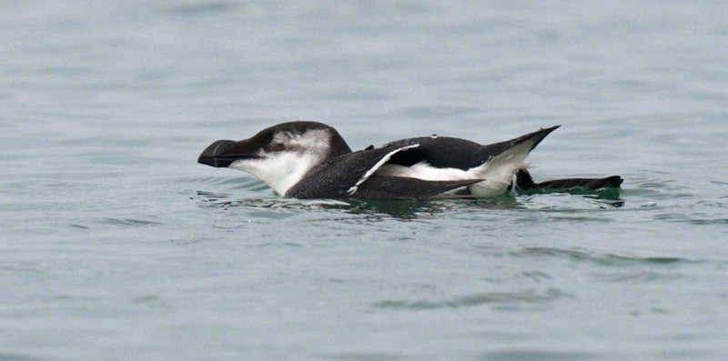 Razorbill