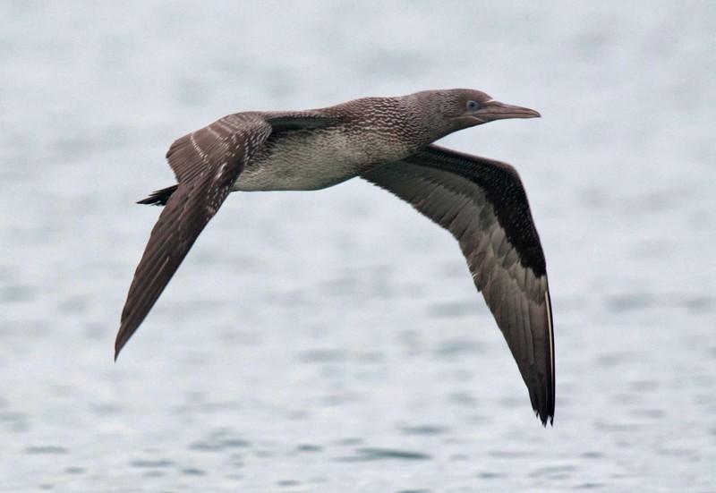 Gannet