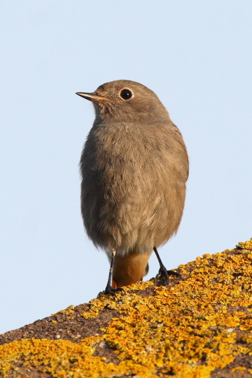Black Redstart