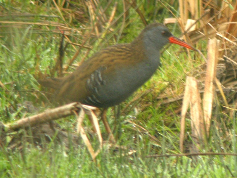 Water Rail