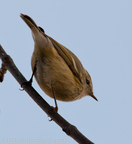 Hume's Yellow-browed Warbler