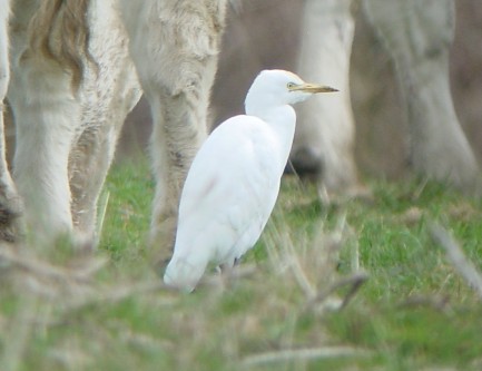Cattle Egret