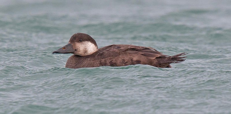 Common Scoter