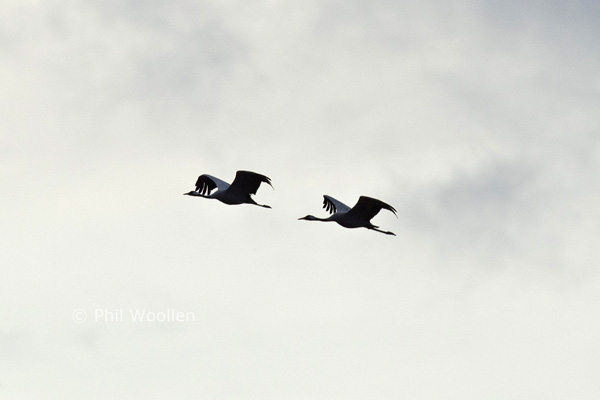 Common Crane
