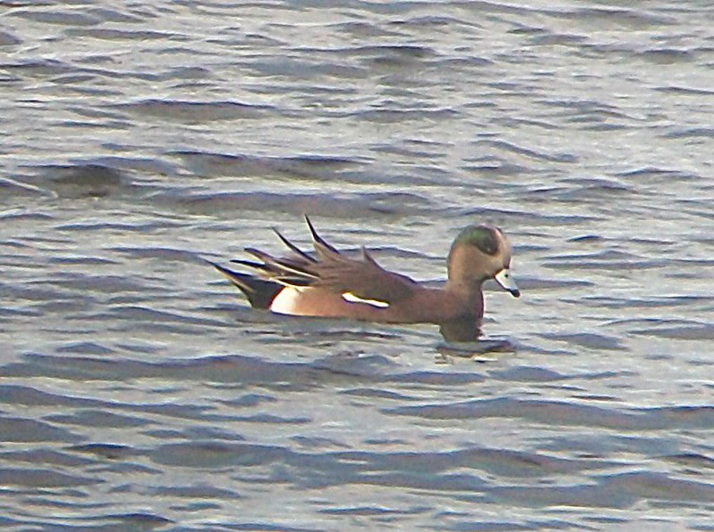 American Wigeon