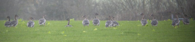Tundra Bean Goose
