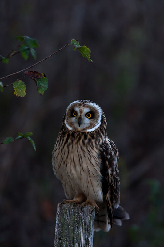 Short-eared Owl