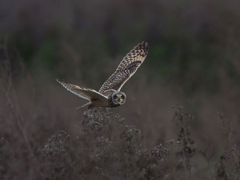 Short-eared Owl