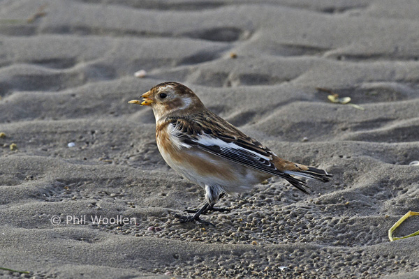 Snow Bunting