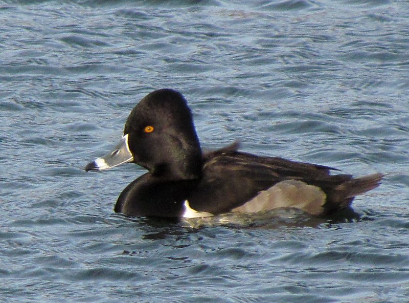 Ring-necked Duck