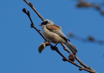 Penduline Tit