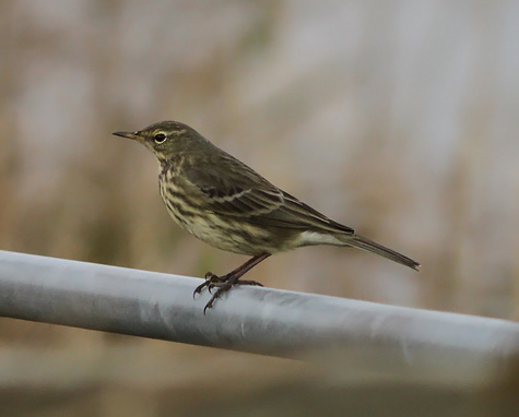 Rock Pipit