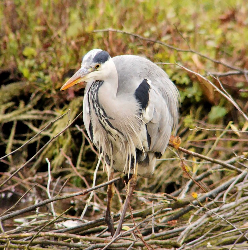 Grey Heron