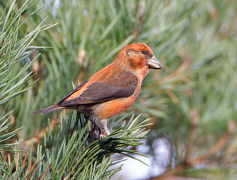 Common Crossbill