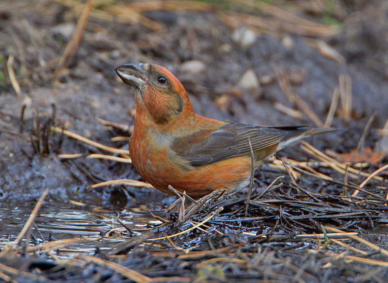 Common Crossbill