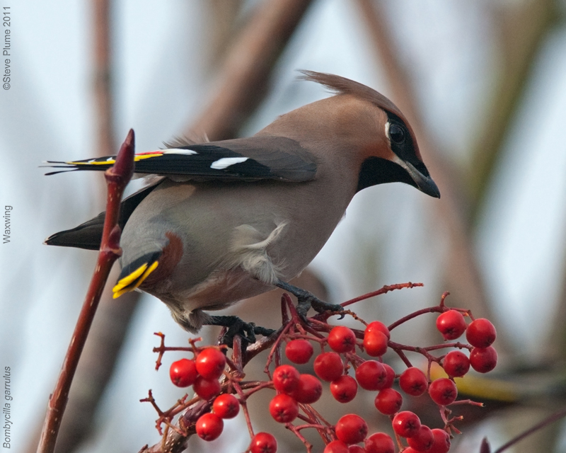 Waxwing