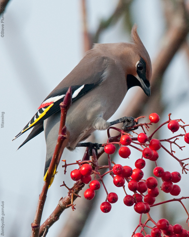 Waxwing