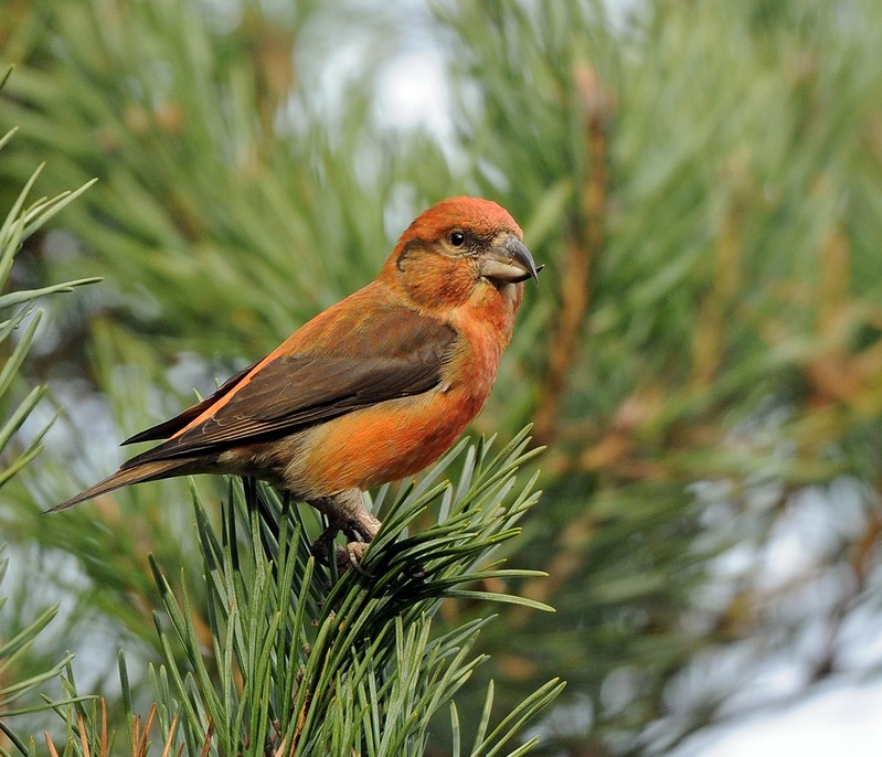 Common Crossbill