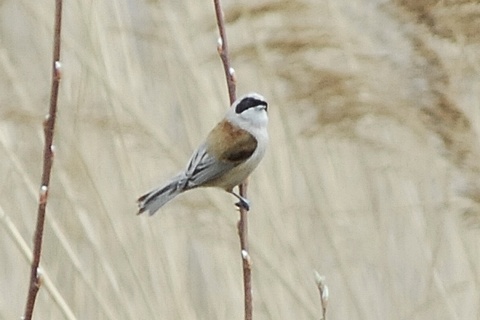 Penduline Tit