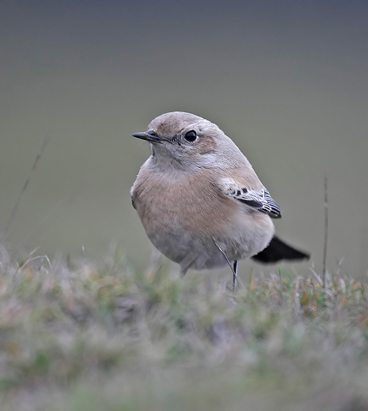Desert Wheatear