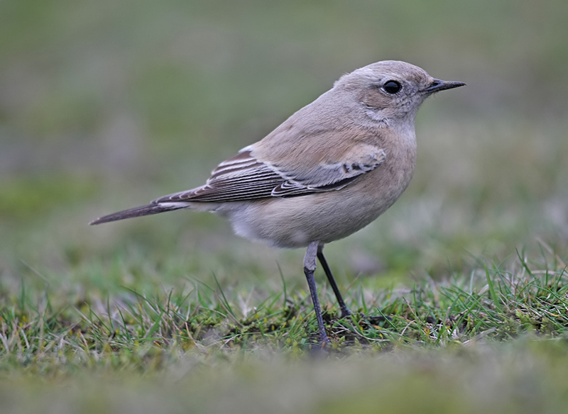 Desert Wheatear