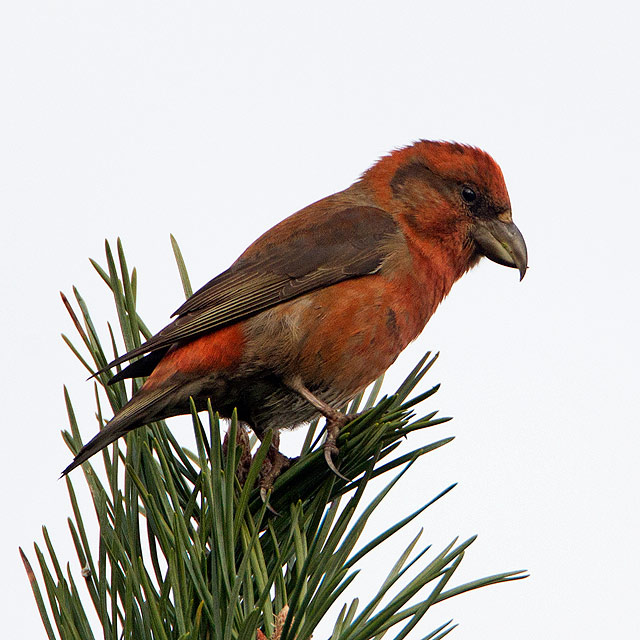 Common Crossbill