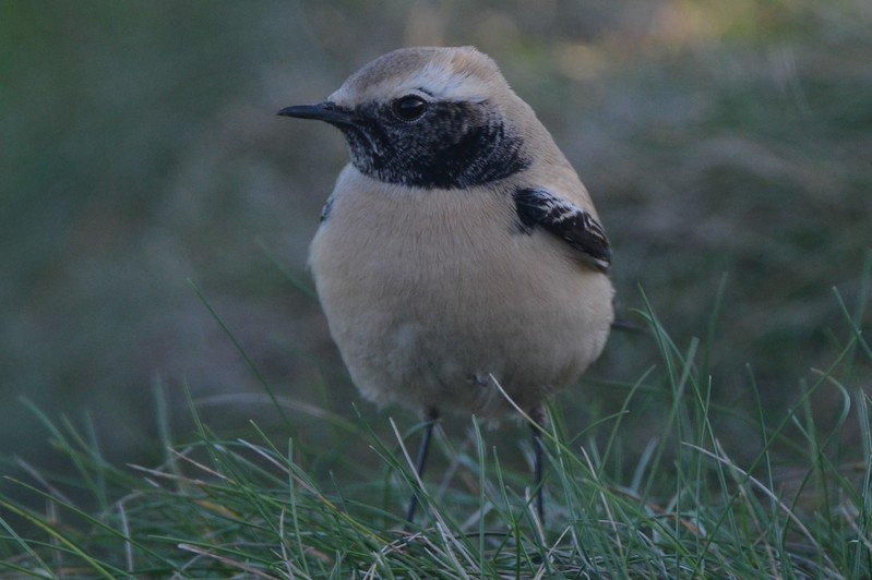 Desert Wheatear
