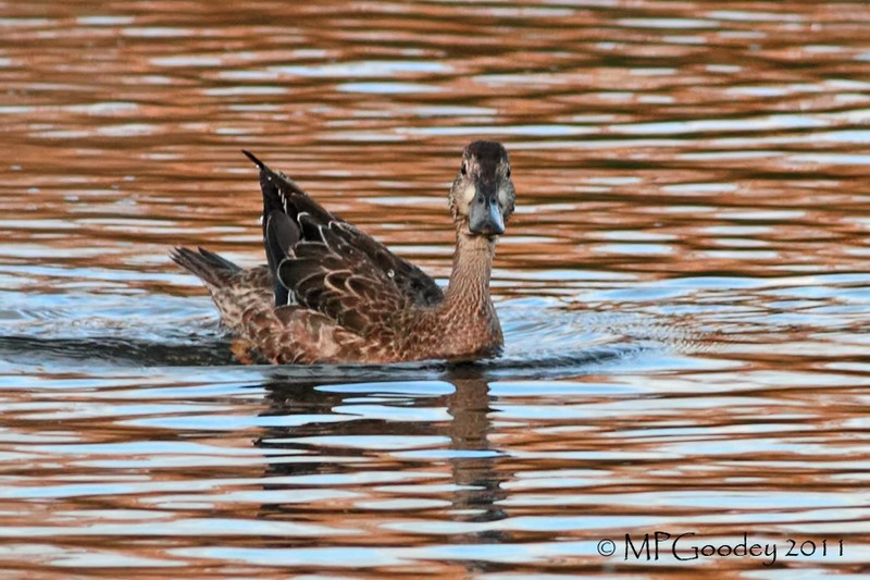 Blue-winged Teal