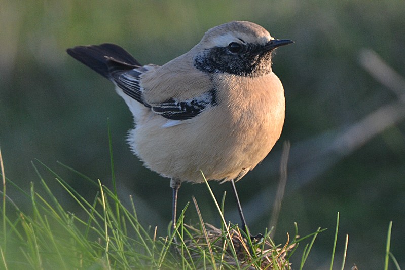 Desert Wheatear