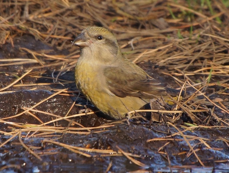 Common Crossbill
