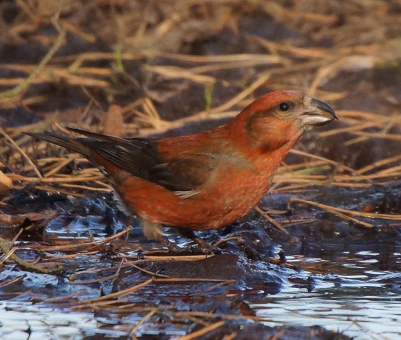 Common Crossbill