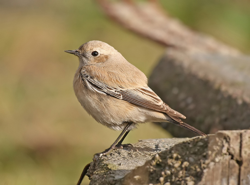 Desert Wheatear