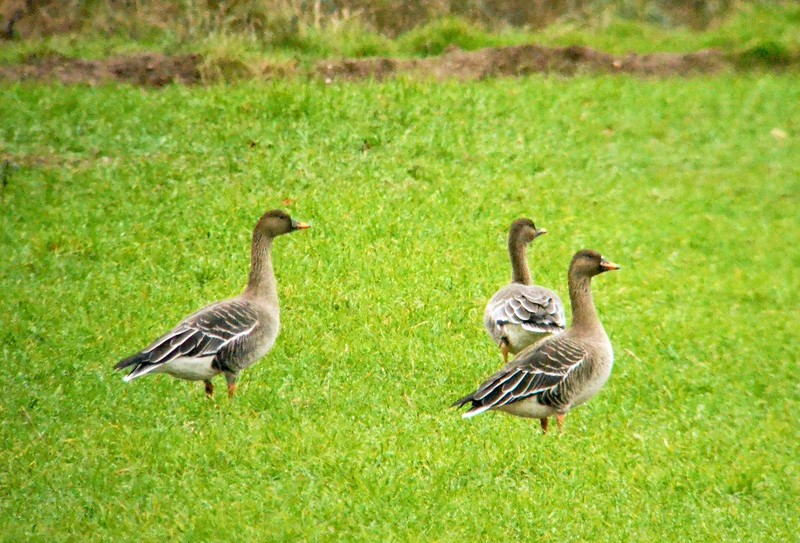 Tundra Bean Goose
