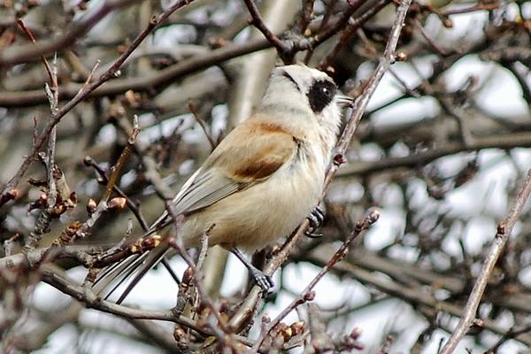 Penduline Tit