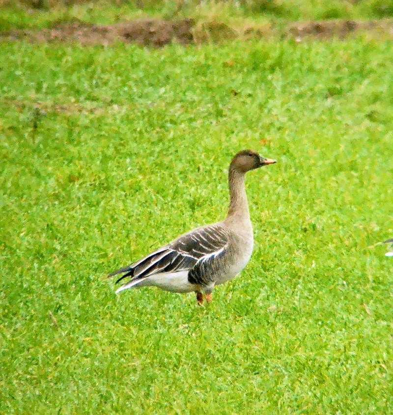 Bean Goose