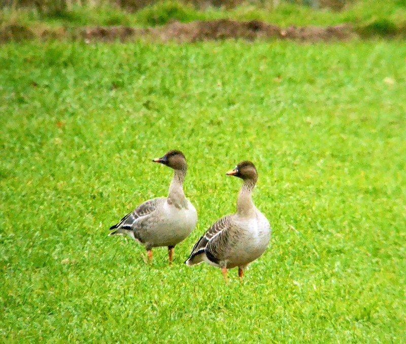 Tundra Bean Goose