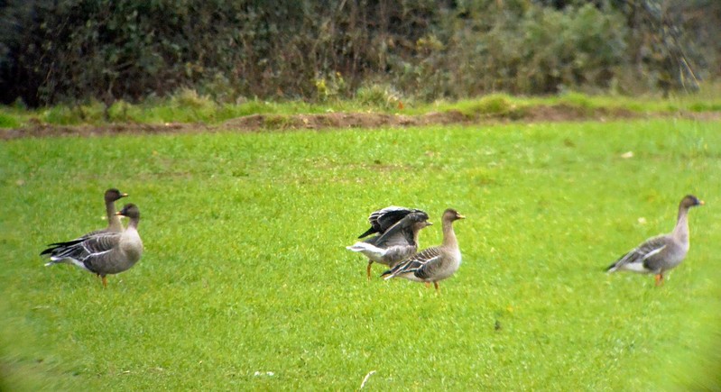 Tundra Bean Goose