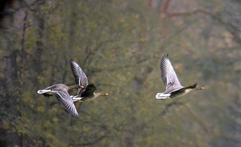 Bean Goose