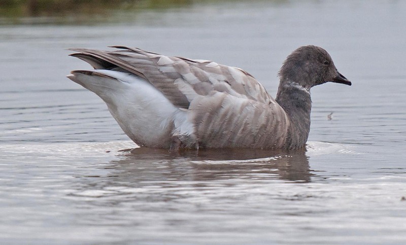 Brent Goose
