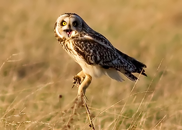 Short-eared Owl