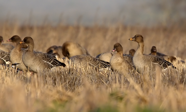 Tundra Bean Goose