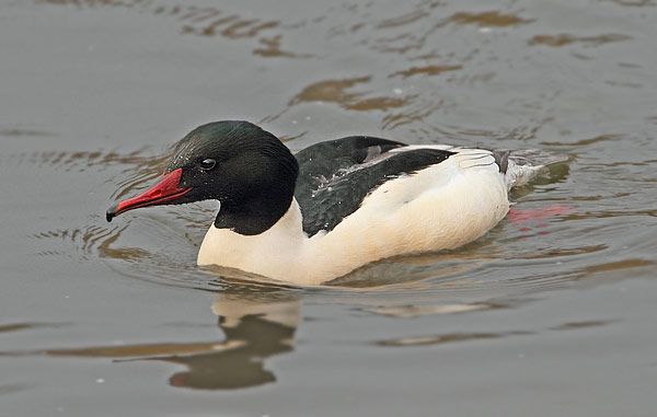 Goosander